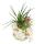 Tillandsia Arrangement on Zanzibar Skirt - L - 2 plants