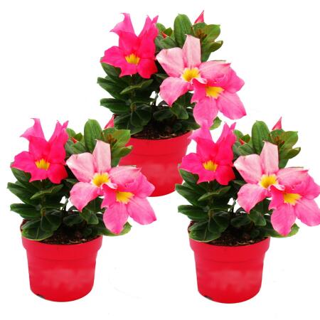 Dipladenia - Chilean jasmine - 9cm pot - set with 3 plants - pink