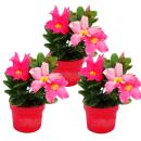 Dipladenia - Chilean jasmine - 9cm pot - set with 3 plants - pink