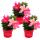 Dipladenia - Chilenischer Jasmin - 10cm Topf - Set mit 3 Pflanzen - rosa