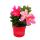 Dipladenia - Chilenischer Jasmin - 10cm Topf - Set mit 3 Pflanzen - rosa