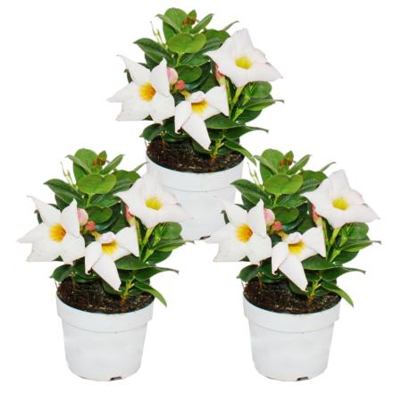 Dipladenia - Chilean jasmine - 9cm pot - set with 3 plants - white