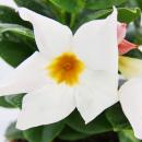 Dipladenia - Chilean jasmine - 9cm pot - set with 3 plants - white