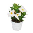 Dipladenia - Chilean jasmine - 9cm pot - set with 3 plants - white