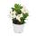 Dipladenia - Chilenischer Jasmin - 10cm Topf - Set mit 3 Pflanzen - weiss
