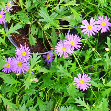 Blue Daisy - Blue Boys - Brachyscome - 11cm - Set of 3 plants