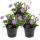 Blue Daisy - Blue Boys - Brachyscome - 11cm - Set of 3 plants