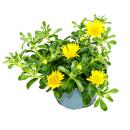 Goldtaler - Ducat Flower - Asteriscus maritimus - 11cm pot - Set with 3 plants