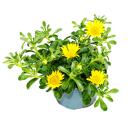 Goldtaler - Dukatenblume - Asteriscus maritimus - 11cm Topf - Set mit 3 Pflanzen