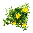 Goldtaler - Ducat Flower - Asteriscus maritimus - 11cm pot - Set with 3 plants