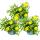Goldtaler - Dukatenblume - Asteriscus maritimus - 11cm Topf - Set mit 3 Pflanzen