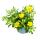 Goldtaler - Ducat Flower - Asteriscus maritimus - 11cm pot - Set with 3 plants