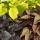 S&uuml;&szlig;kartoffel - Beet- und Balkonpflanze - Ipomoea batatas - 12cm - verschiedene Blattfarben - Set mit 3 Pflanzen