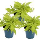 S&uuml;&szlig;kartoffel - Beet- und Balkonpflanze - Ipomoea batatas - 12cm - Set mit 3 Pflanzen - hellgr&uuml;n