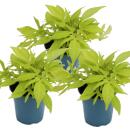 Süßkartoffel - Beet- und Balkonpflanze - Ipomoea batatas - 12cm - Set mit 3 Pflanzen - hellgrün