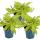 Sweet potato - bedding and balcony plant - Ipomoea batatas - 12cm - set with 3 plants - light green