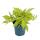 Sweet potato - bedding and balcony plant - Ipomoea batatas - 12cm - set with 3 plants - light green