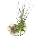 Tillandsia Arrangement on Zanzibar Skirt - XL - 3 plants