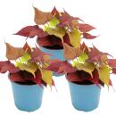 Sweet potato - bedding and balcony plant - Ipomoea...