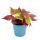 Süßkartoffel - Beet- und Balkonpflanze - Ipomoea batatas - 12cm - Set mit 3 Pflanzen - braun