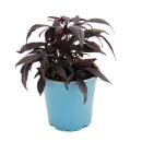 Sweet potato - bedding and balcony plant - Ipomoea batatas - 12cm - set with 3 plants - purple