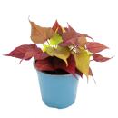 Sweet potato - bedding and balcony plant - Ipomoea batatas - 12cm - set with 3 plants - color mix