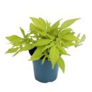 S&uuml;&szlig;kartoffel - Beet- und Balkonpflanze - Ipomoea batatas - 12cm - Set mit 3 Pflanzen - Farb-Mix
