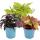 Sweet potato - bedding and balcony plant - Ipomoea batatas - 12cm - set with 3 plants - color mix