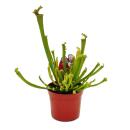 Schlauchpflanzen-Trio - 3 verschiedene Sarracenia-Pflanzen im Set - Fleischfressende Pflanzen - 9cm Topf