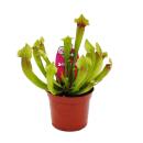 Schlauchpflanzen-Trio - 3 verschiedene Sarracenia-Pflanzen im Set - Fleischfressende Pflanzen - 9cm Topf