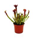 Schlauchpflanzen-Trio - 3 verschiedene Sarracenia-Pflanzen im Set - Fleischfressende Pflanzen - 9cm Topf