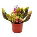 Schlauchpflanzen-Trio - 3 verschiedene Sarracenia-Pflanzen im Set - Fleischfressende Pflanzen - 9cm Topf