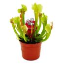 Tubular plant trio - 3 different Sarracenia plants in a set - carnivorous plants - 9cm pot