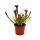 Trio de plantes tubulaires - 3 plantes Sarracenia différentes dans un set - plantes carnivores - pot de 9cm