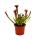 Tubular plant trio - 3 different Sarracenia plants in a set - carnivorous plants - 9cm pot