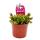 Trio de plantes tubulaires - 3 plantes Sarracenia différentes dans un set - plantes carnivores - pot de 9cm