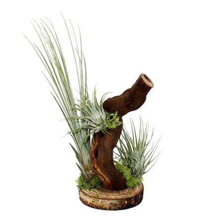 Tillandsia Arrangement on root tree - 3 plants