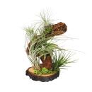 Tillandsia Arrangement on root tree - 5 plants