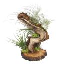 Tillandsia Arrangement on root tree - 5 plants