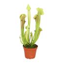 Schlauchpflanze - Sarracenia - gro&szlig; - 12cm Topf