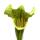 Pitcher Plant - Sarracenia - large - 12cm pot