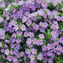 Fleur de flocon de neige - violet - Sutera diffusa - 11cm - lot de 3 plantes