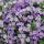 Schneeflockenblume - lila - Sutera diffusa - 11cm - Set mit 3 Pflanzen