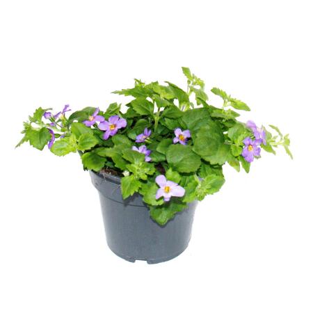 Fleur de flocon de neige - violet - Sutera diffusa - 11cm - lot de 3 plantes