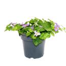 Fleur de flocon de neige - violet - Sutera diffusa - 11cm - lot de 3 plantes