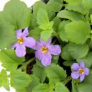 Fleur de flocon de neige - violet - Sutera diffusa - 11cm - lot de 3 plantes