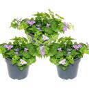 Fleur de flocon de neige - violet - Sutera diffusa - 11cm - lot de 3 plantes