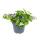 Fleur de flocon de neige - violet - Sutera diffusa - 11cm - lot de 3 plantes