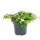 Fleur de flocon de neige - violet - Sutera diffusa - 11cm - lot de 3 plantes