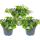Fleur de flocon de neige - violet - Sutera diffusa - 11cm - lot de 3 plantes